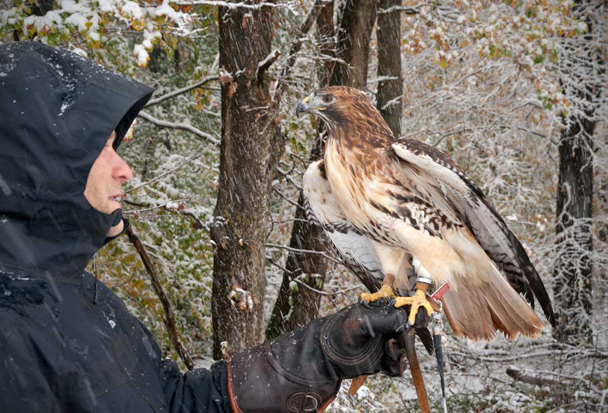 Ein Tag als Falkner Falknerei
